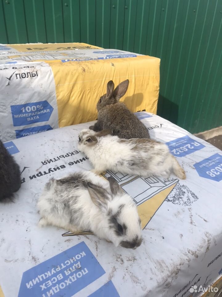 Продаются кролики купить на Зозу.ру - фотография № 1