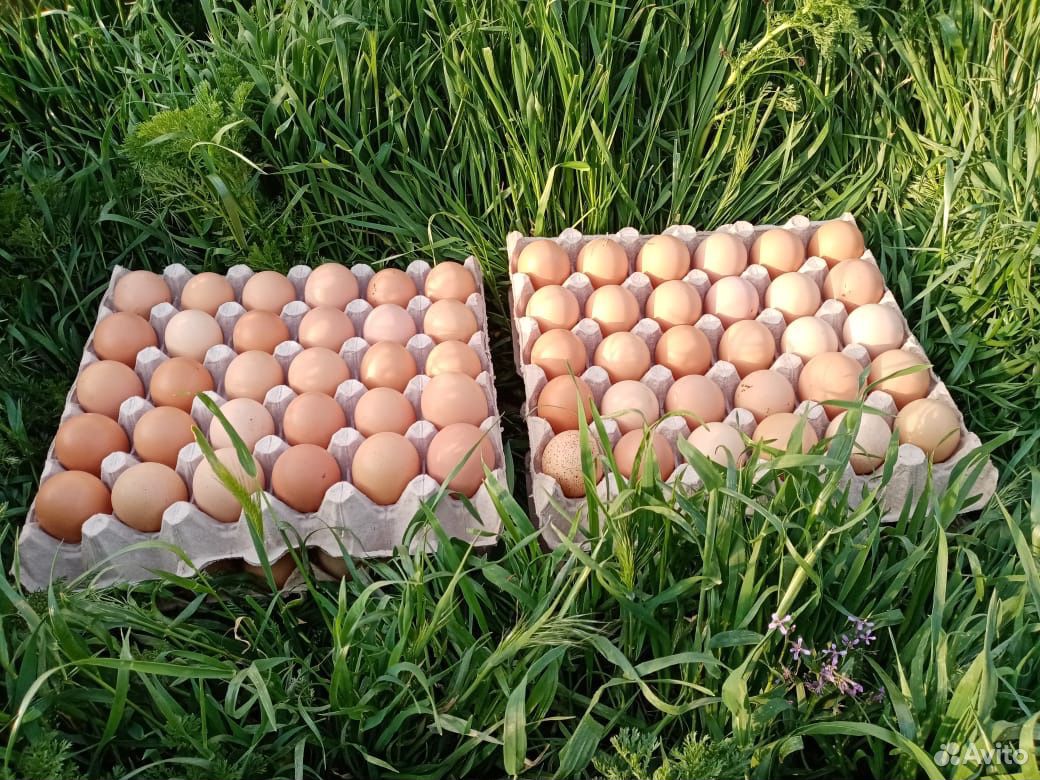 Яйцо инкубационное, петухи купить на Зозу.ру - фотография № 4