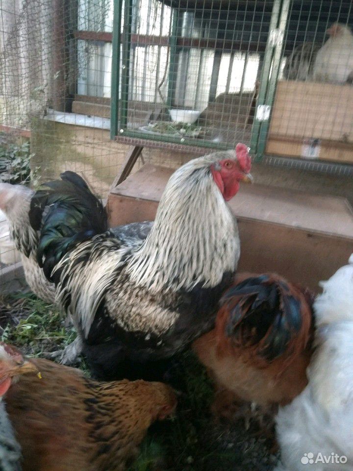 Яйцо, цыплята, индоутки купить на Зозу.ру - фотография № 8