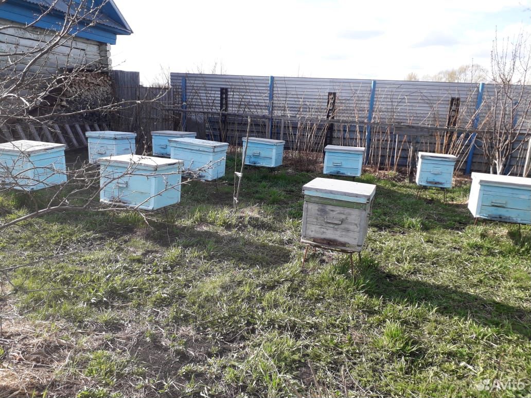 Пчелосемьи, ульи купить на Зозу.ру - фотография № 2