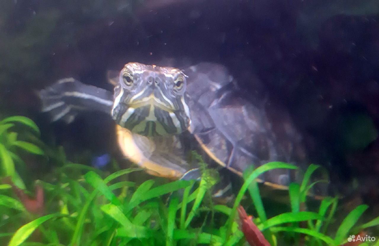 Черепаха красноухая (водная) бесплатно купить на Зозу.ру - фотография № 1