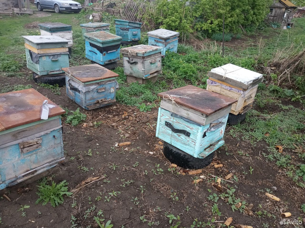 Пчелосемьи и ульи купить на Зозу.ру - фотография № 2