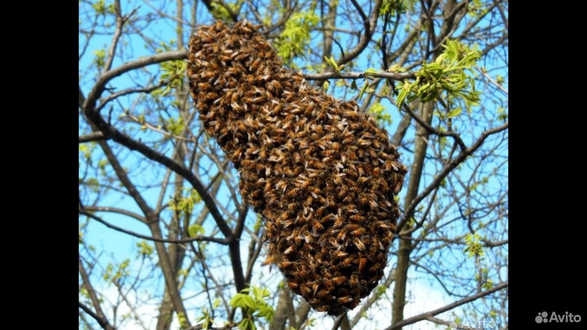 Сниму рой пчёл купить на Зозу.ру - фотография № 1