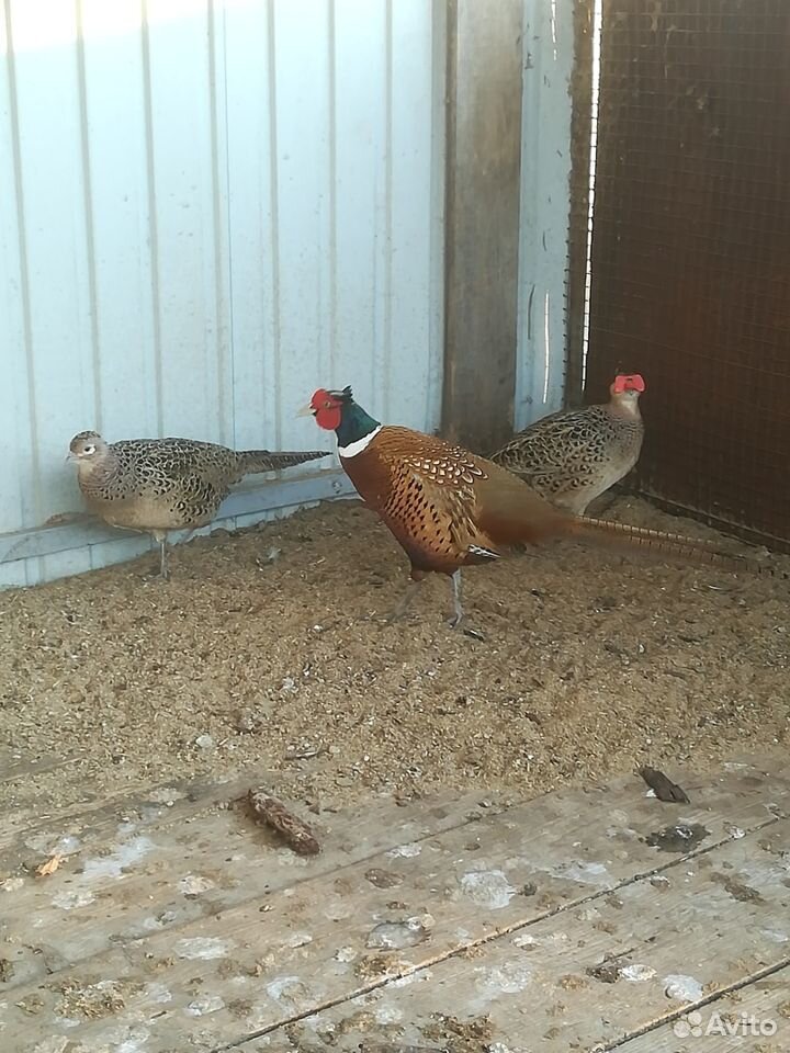Яйцо фазанов для инкубации купить на Зозу.ру - фотография № 4