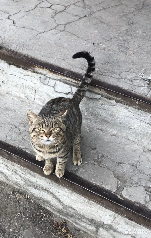 Кот ищет себе дом купить на Зозу.ру - фотография № 1