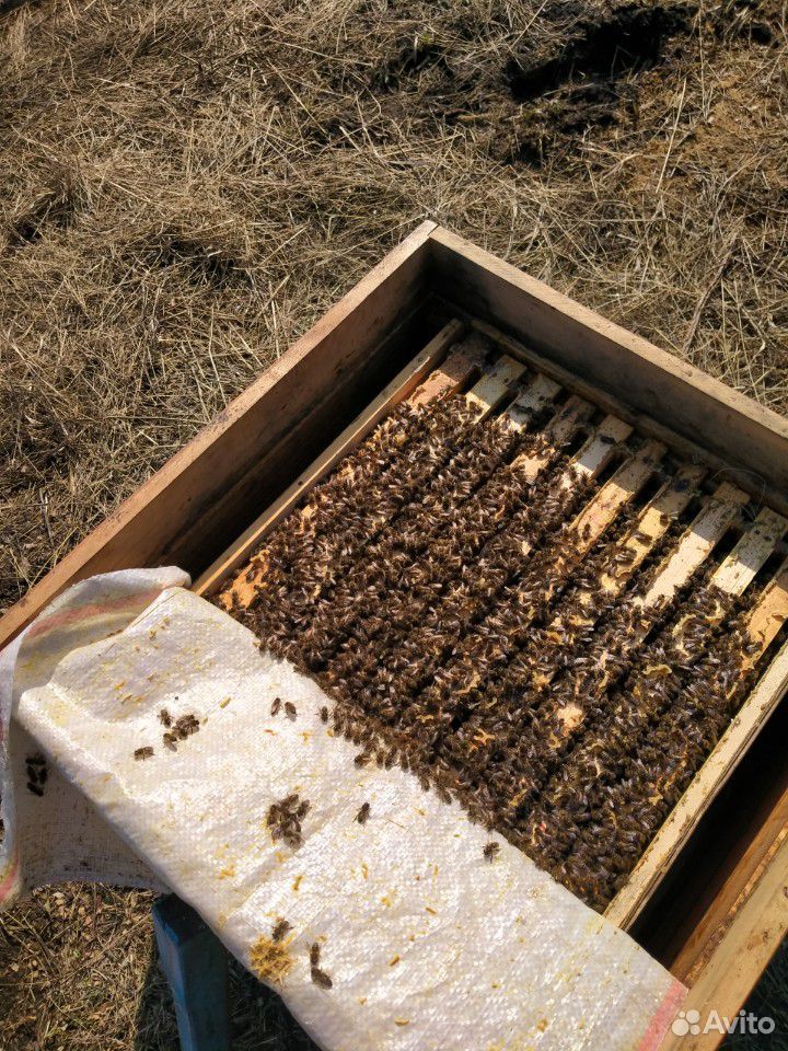 Пчелосемьи зимовалые купить на Зозу.ру - фотография № 1