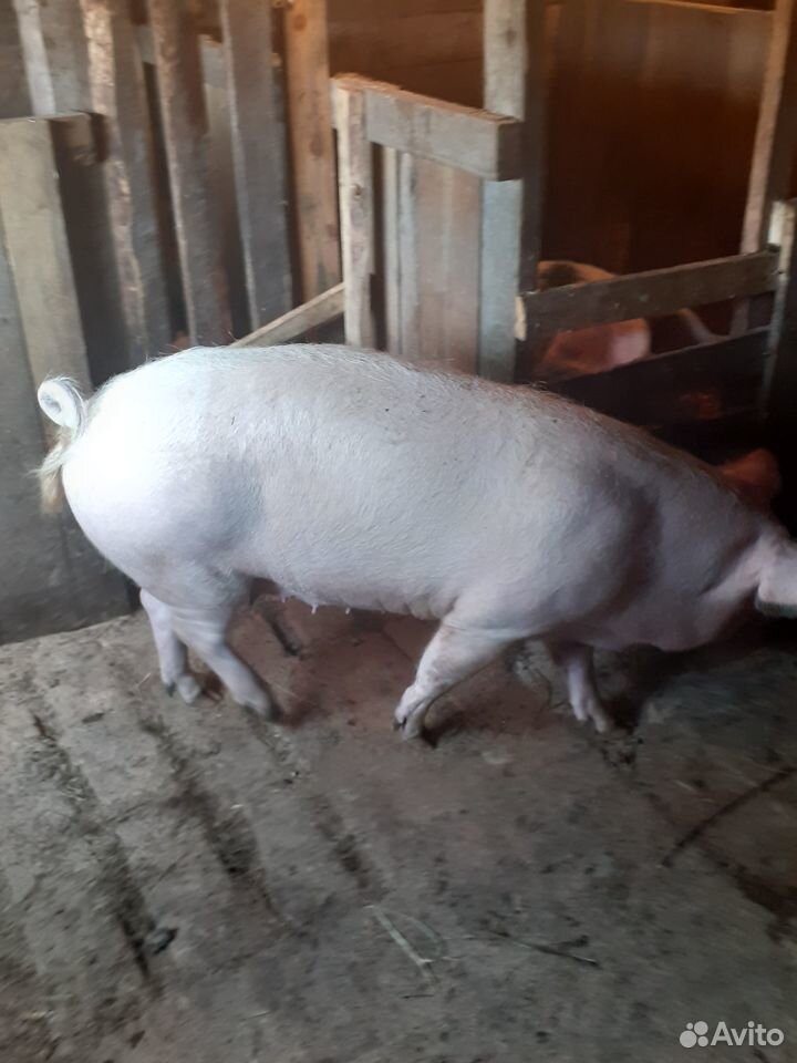 Обменяю свинью на хряка или купл купить на Зозу.ру - фотография № 2
