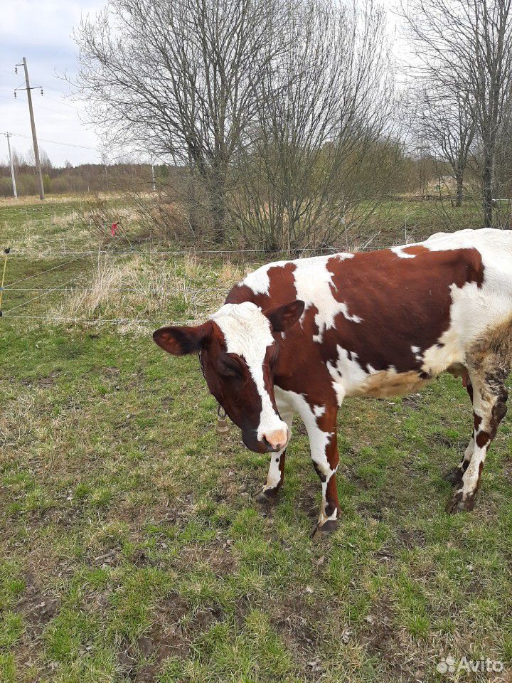Айширская корова купить на Зозу.ру - фотография № 2