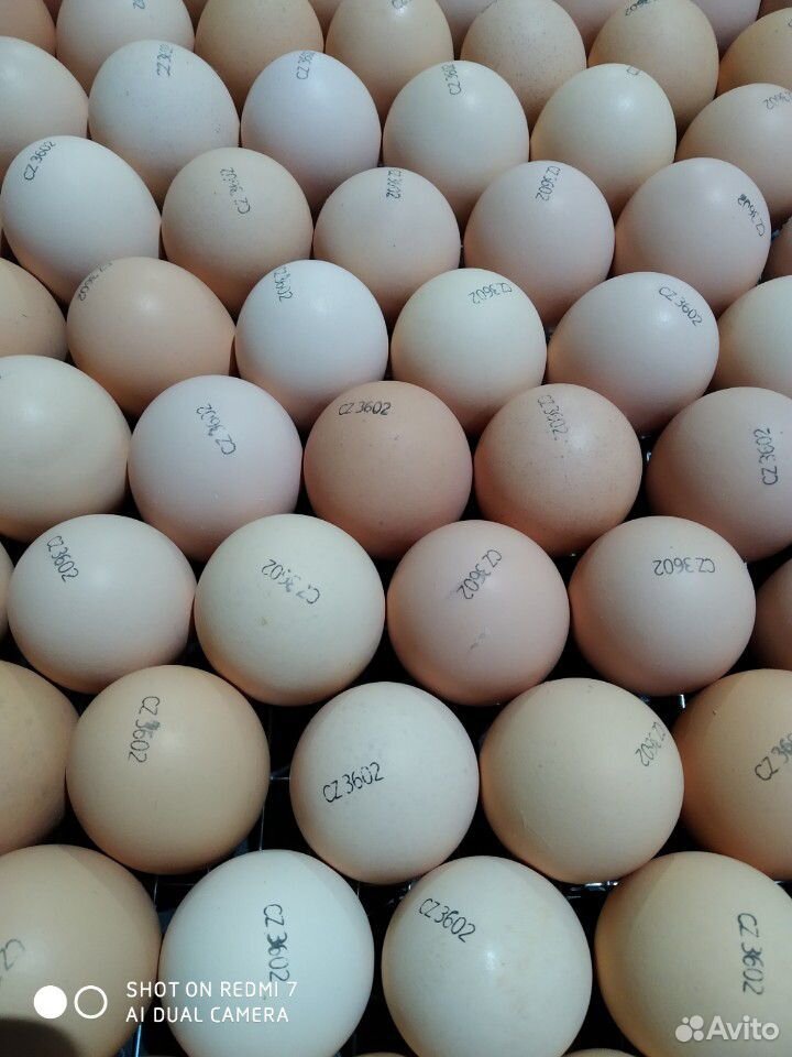 Инкубационное яйцо (импорт) купить на Зозу.ру - фотография № 1