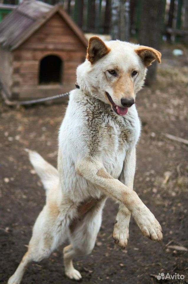Собака Марта ищет дом купить на Зозу.ру - фотография № 3