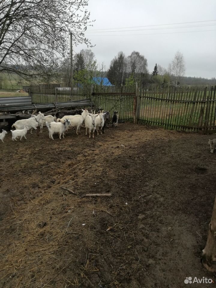 Продаю дойных коз, есть козлята и козел купить на Зозу.ру - фотография № 2