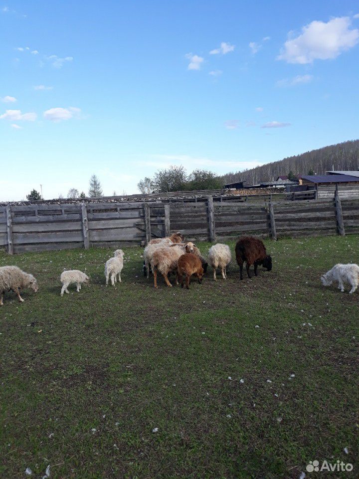 Продам овец и коз купить на Зозу.ру - фотография № 3