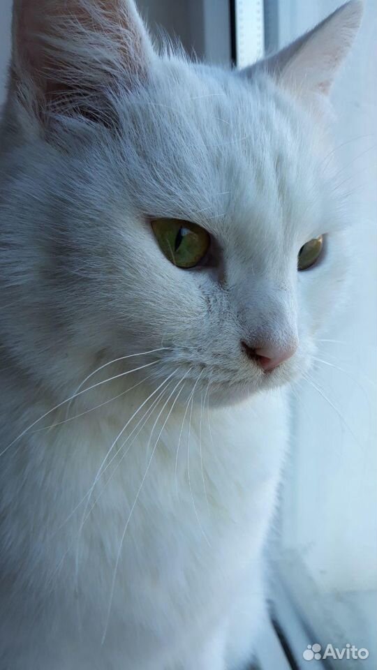 Белоснежная кошка купить на Зозу.ру - фотография № 1