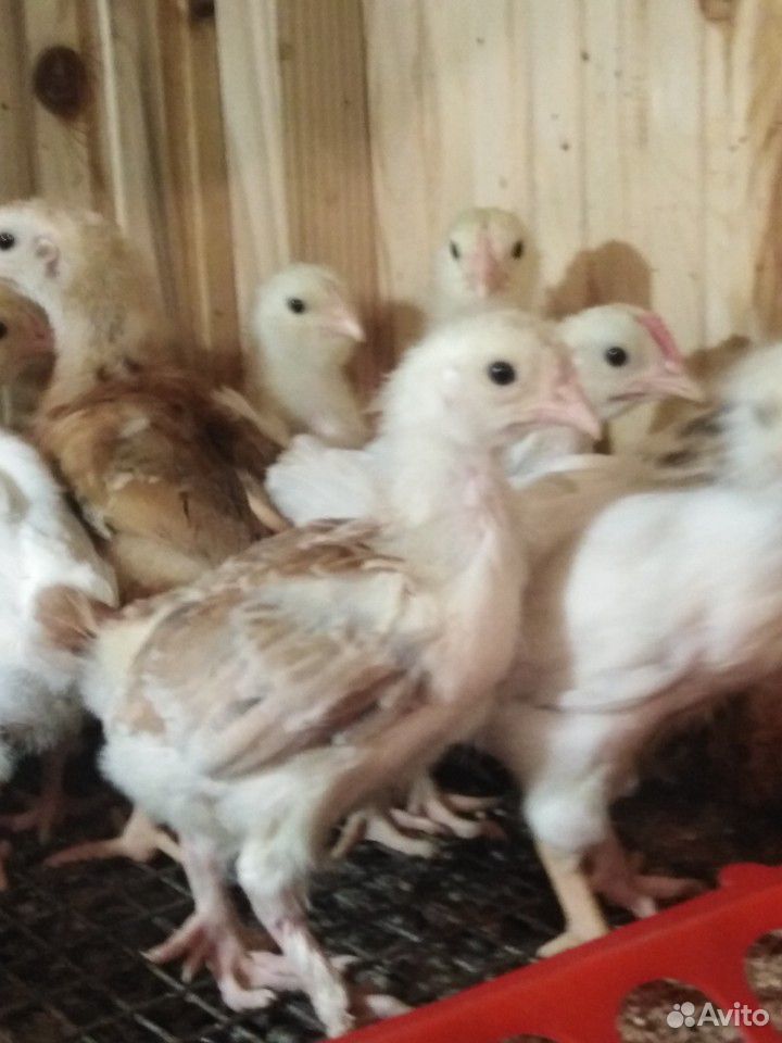 Цыплята разных пород купить на Зозу.ру - фотография № 10