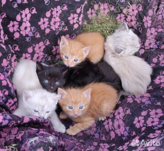 Чудесные котята в добрые руки купить на Зозу.ру - фотография № 3