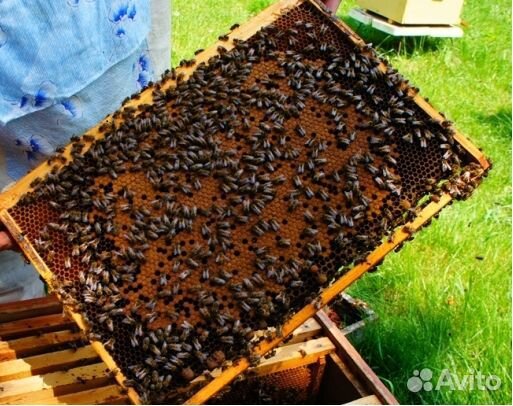 Продаю пчелосемьи и пакеты рут и дадан купить на Зозу.ру - фотография № 1