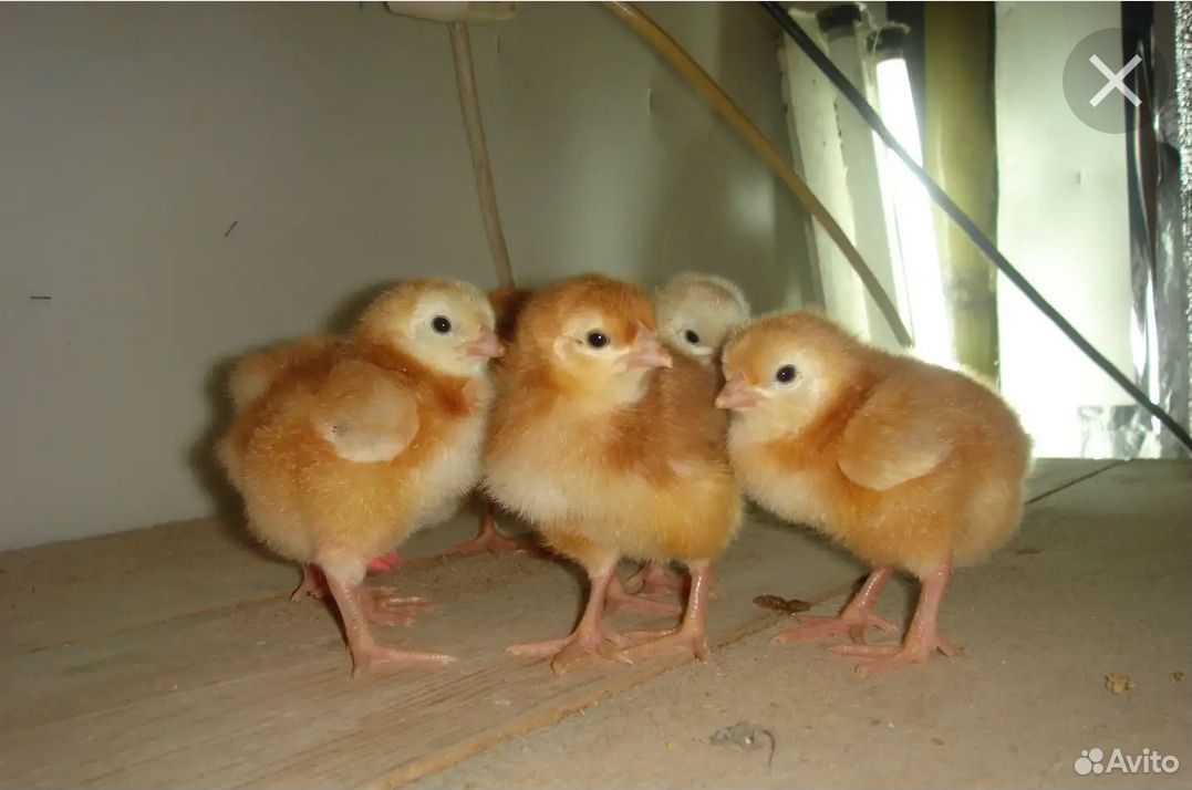 Цыплята породы Род Айленд купить на Зозу.ру - фотография № 1