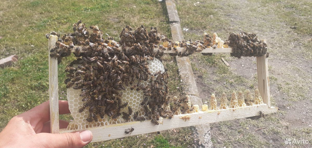 Пчеломаточники купить на Зозу.ру - фотография № 2