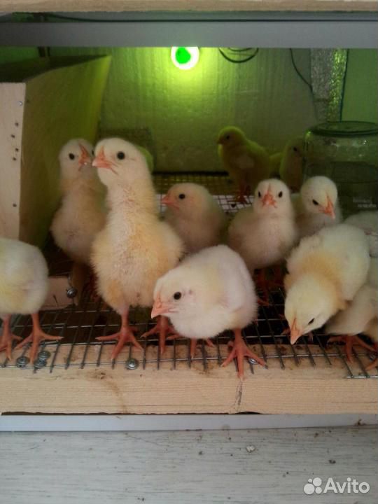 Недельные (подрощенные) цыплята Росс 308 бройлер купить на Зозу.ру - фотография № 2