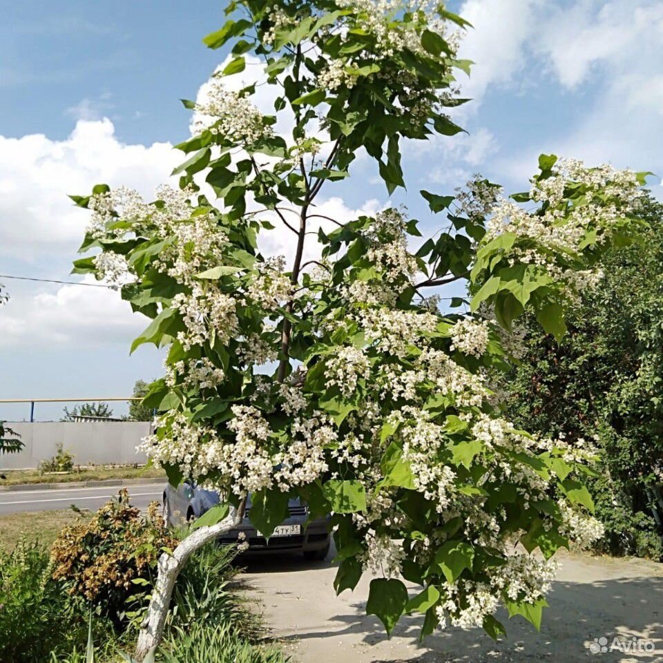 Макаронное дерево.Катальпа обыкновенная купить на Зозу.ру - фотография № 5