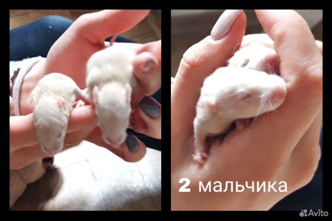 Крысята купить на Зозу.ру - фотография № 3