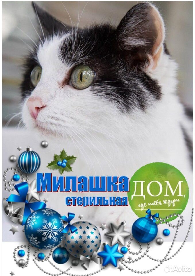 Кошечка Милашка купить на Зозу.ру - фотография № 1