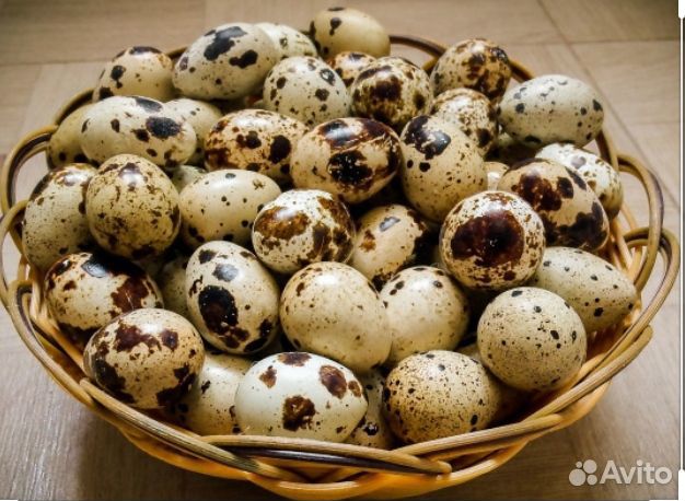 Яйцо перепелиное инкубационое купить на Зозу.ру - фотография № 1