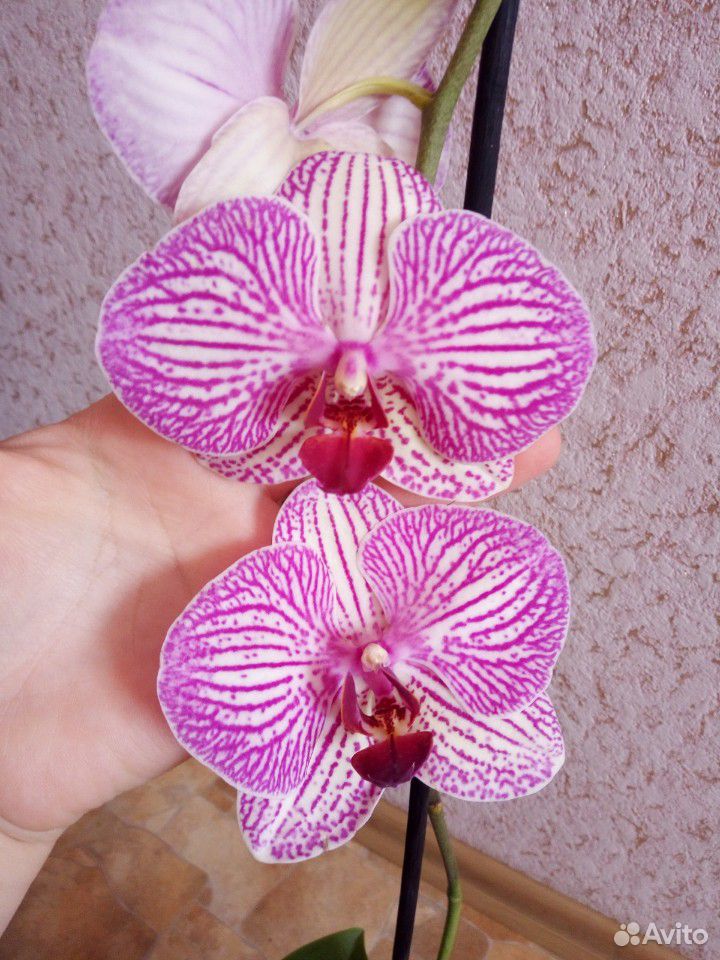 Продам орхидеи купить на Зозу.ру - фотография № 2