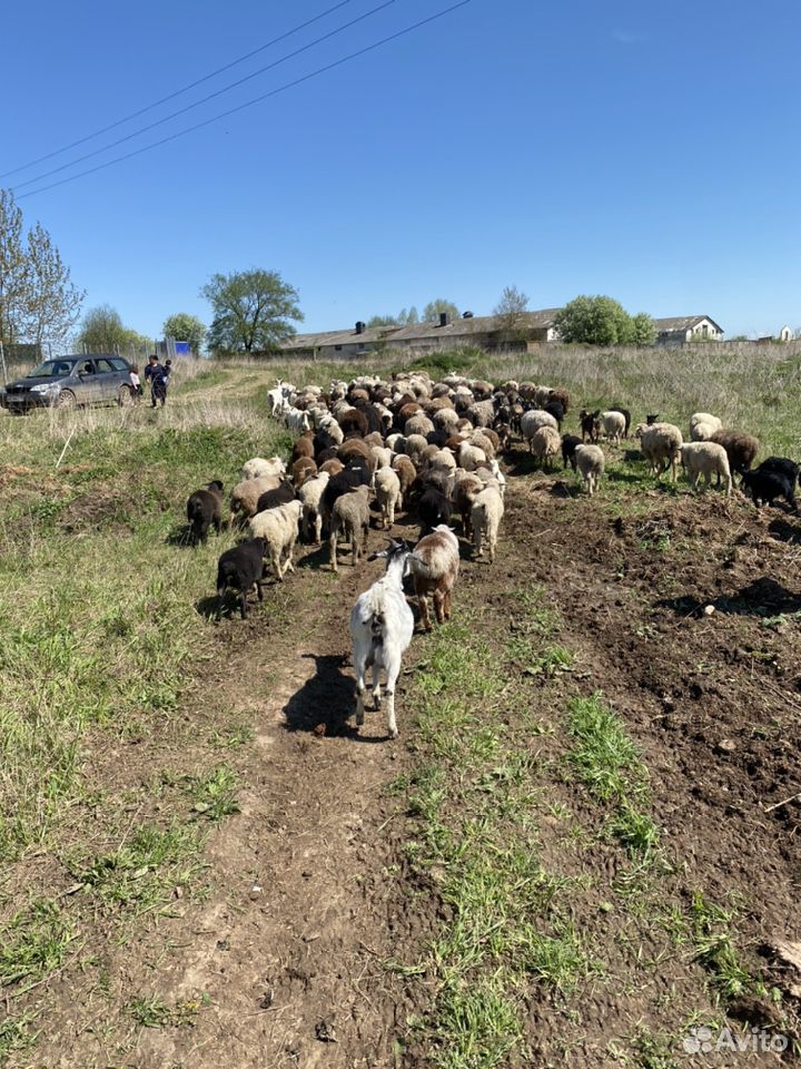 Овцы купить на Зозу.ру - фотография № 6