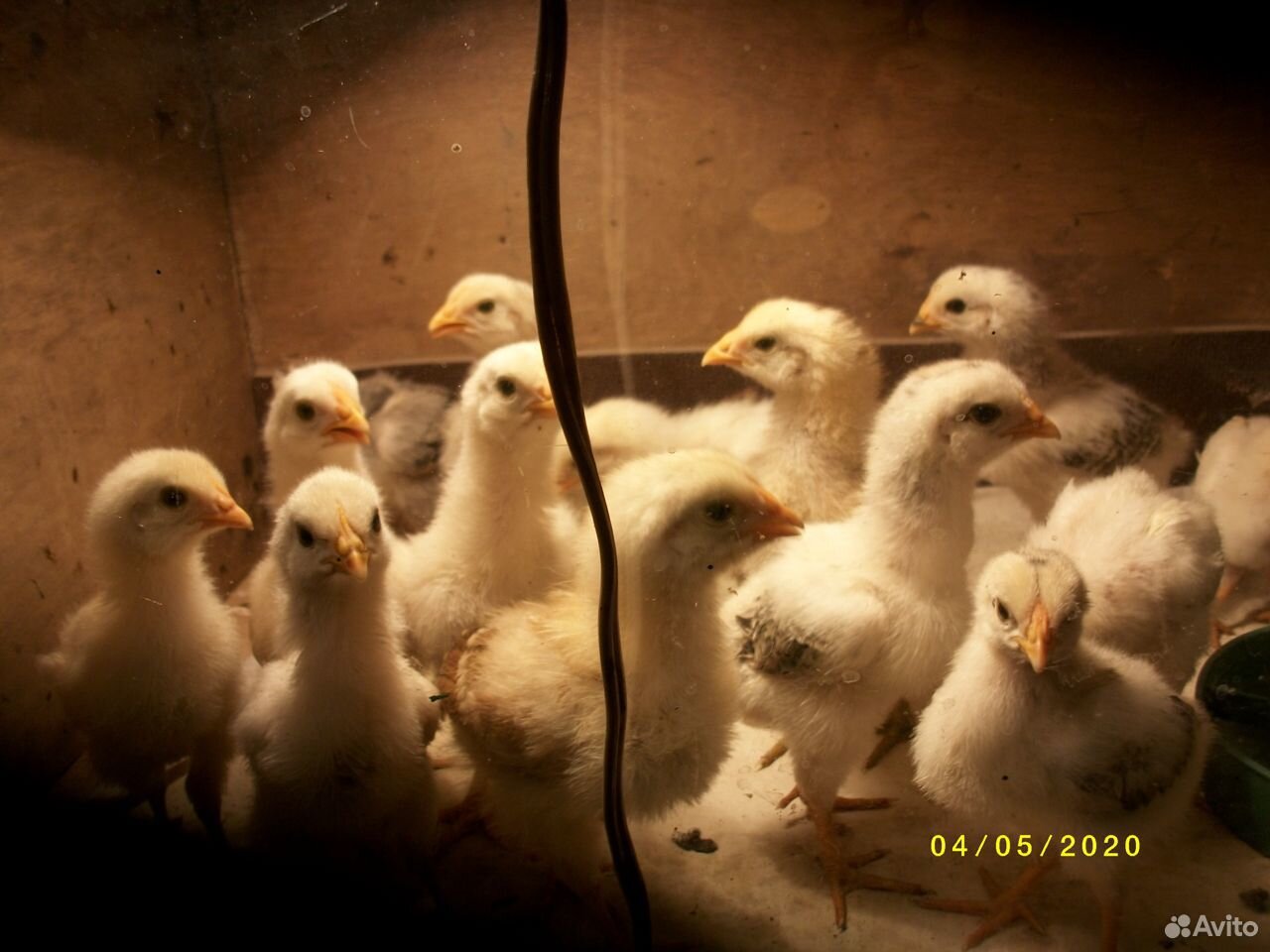 Цыплята домашние купить на Зозу.ру - фотография № 2