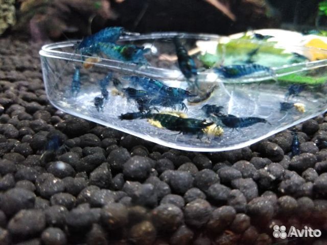 Креветка аквариумная "Blue Dream" (синяя мечта) купить на Зозу.ру - фотография № 4