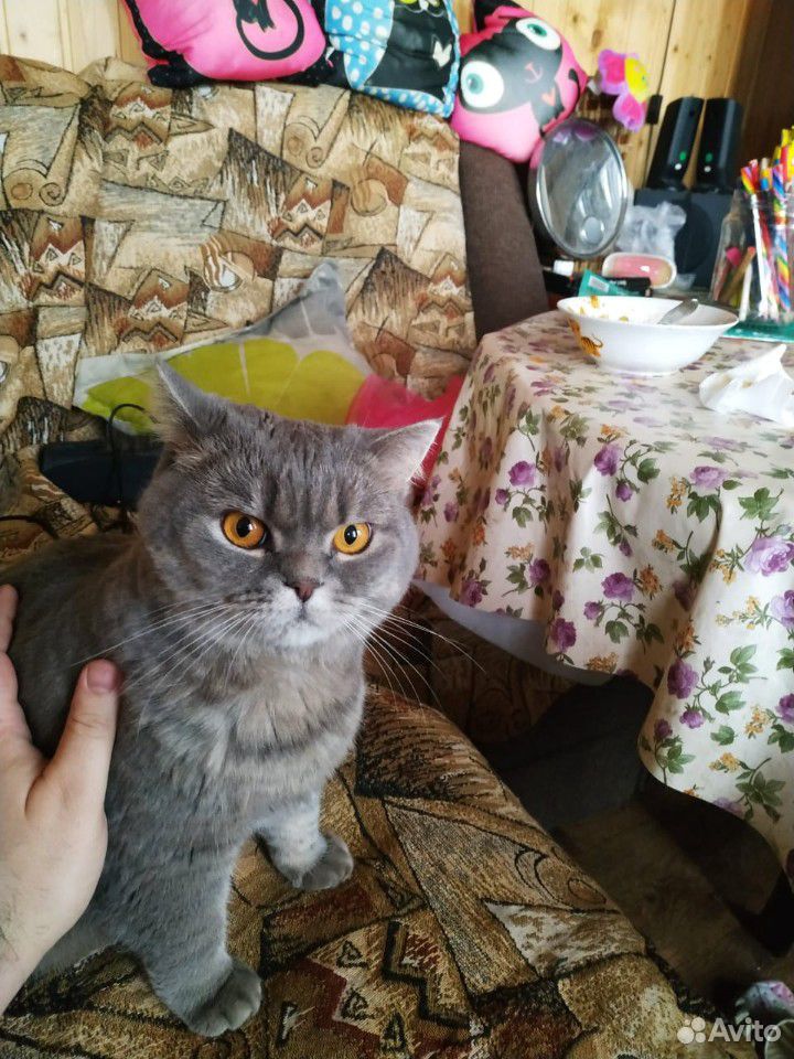 Пропала кошка купить на Зозу.ру - фотография № 1