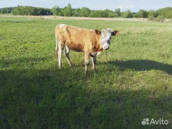 Продам корову 1 год купить на Зозу.ру - фотография № 2