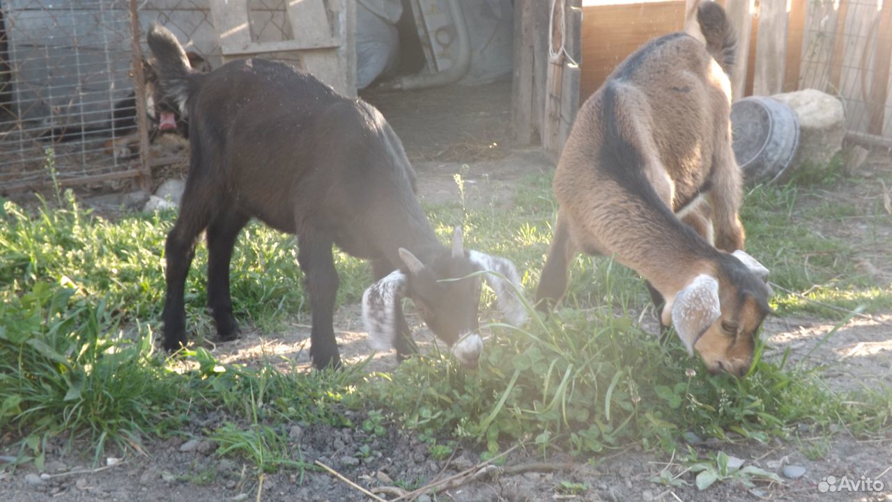 Козлики поменяем на сено -поросят-мясных ландрасов купить на Зозу.ру - фотография № 2