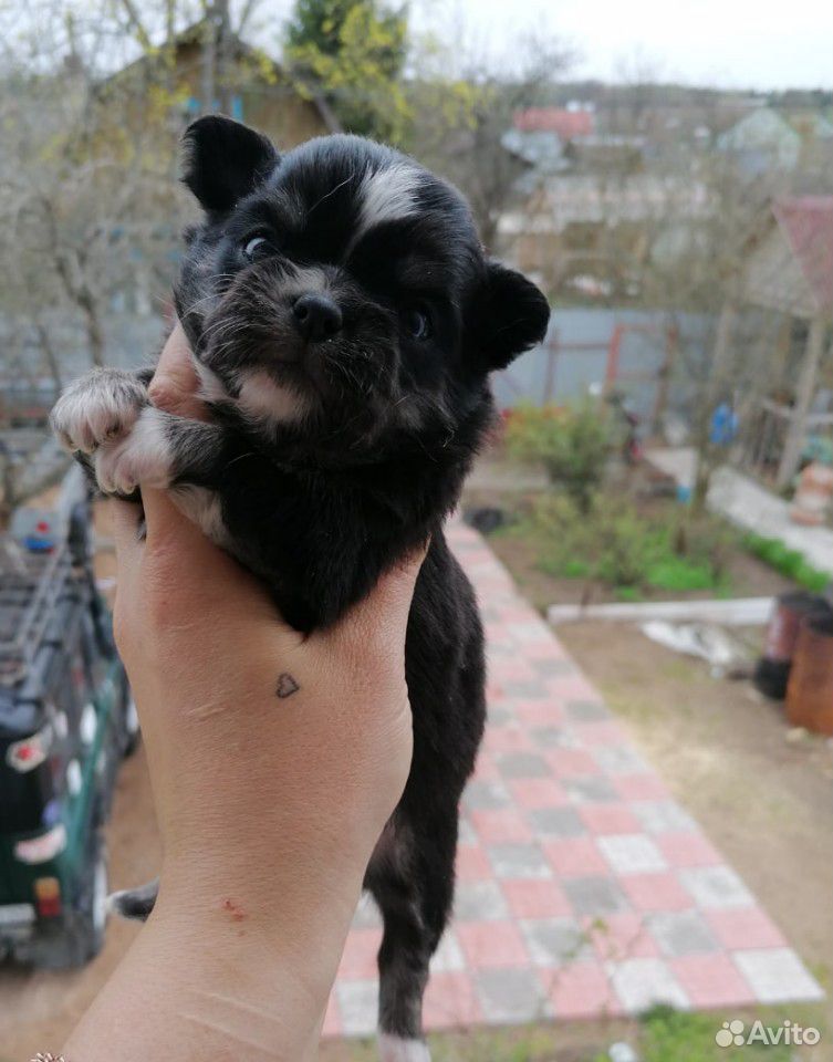Чихуахуа щеночки купить на Зозу.ру - фотография № 6