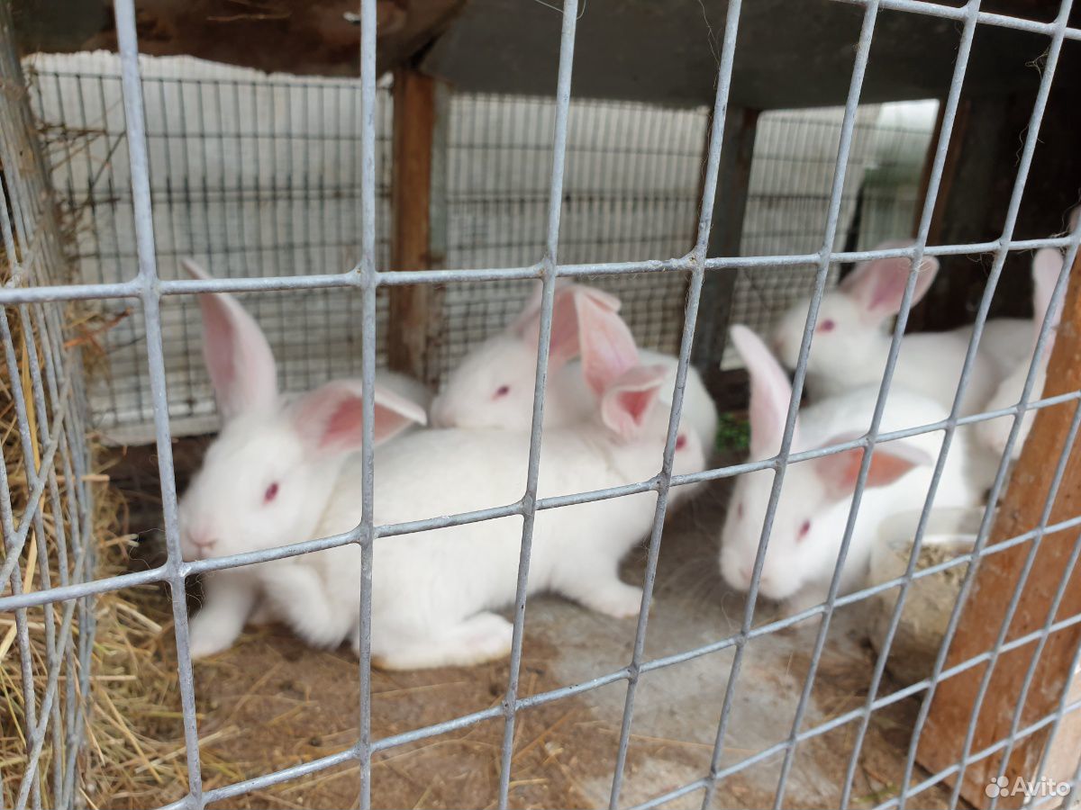 Кролики помесные мясных пород купить на Зозу.ру - фотография № 3