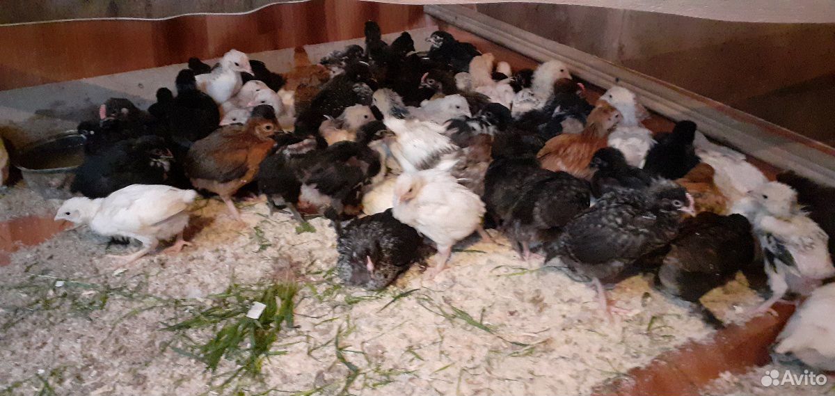 Цыплята и инкубационные яйца купить на Зозу.ру - фотография № 5