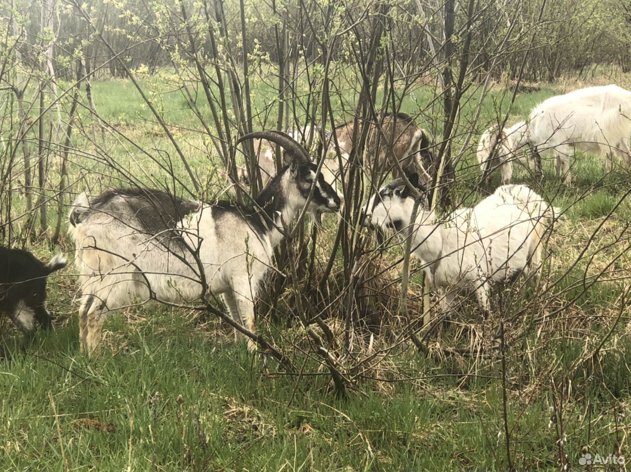 Козы, козлы и козлята А также бычок на мясо купить на Зозу.ру - фотография № 4