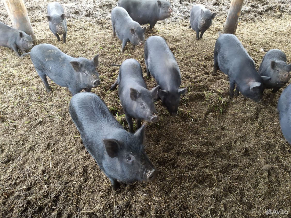 Мясо вьетнамских вислобрюхих свиней купить на Зозу.ру - фотография № 2