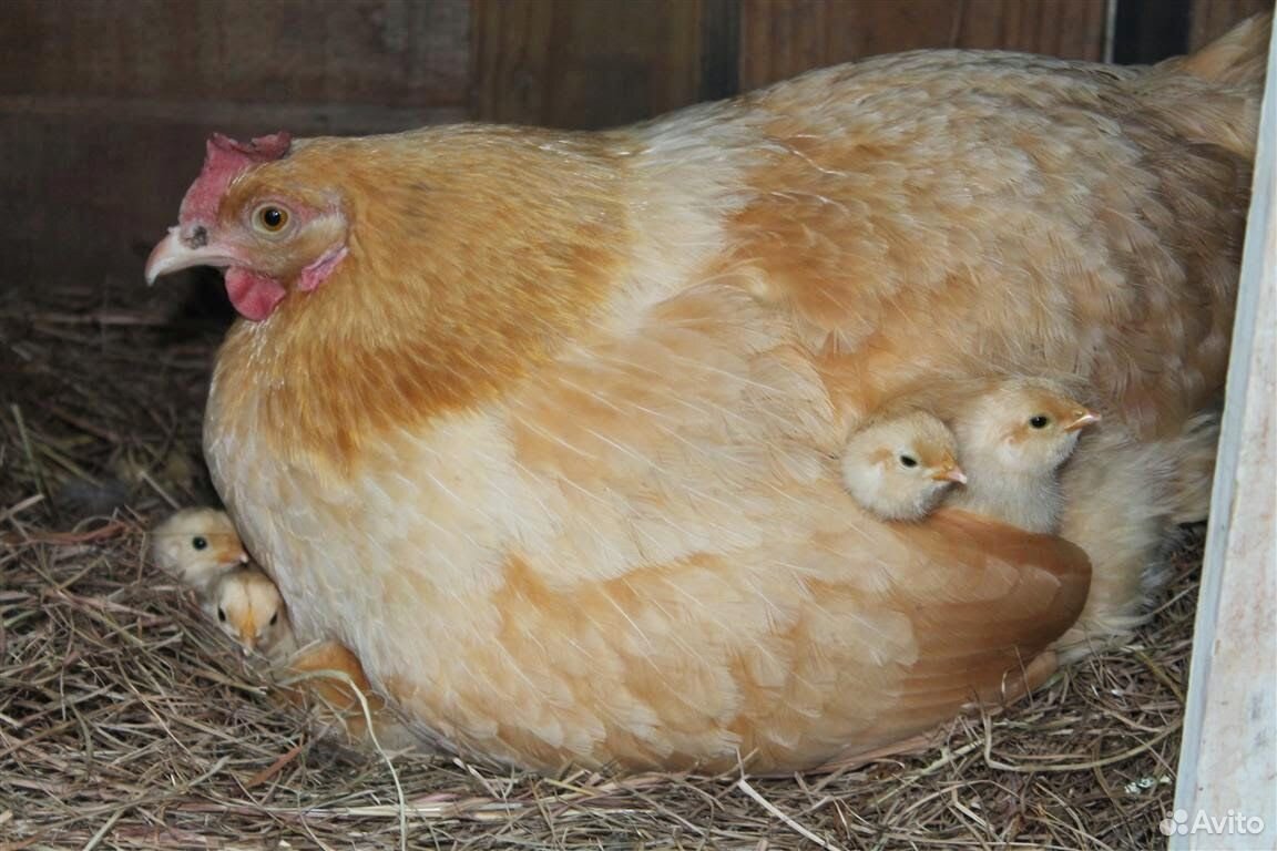 Цыплята яичных пород