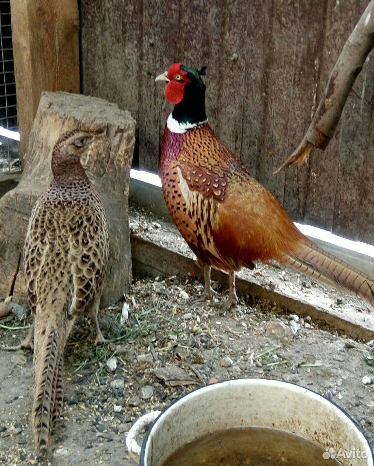 Яйца инкубационные от фазанов охотничьей породы купить на Зозу.ру - фотография № 2