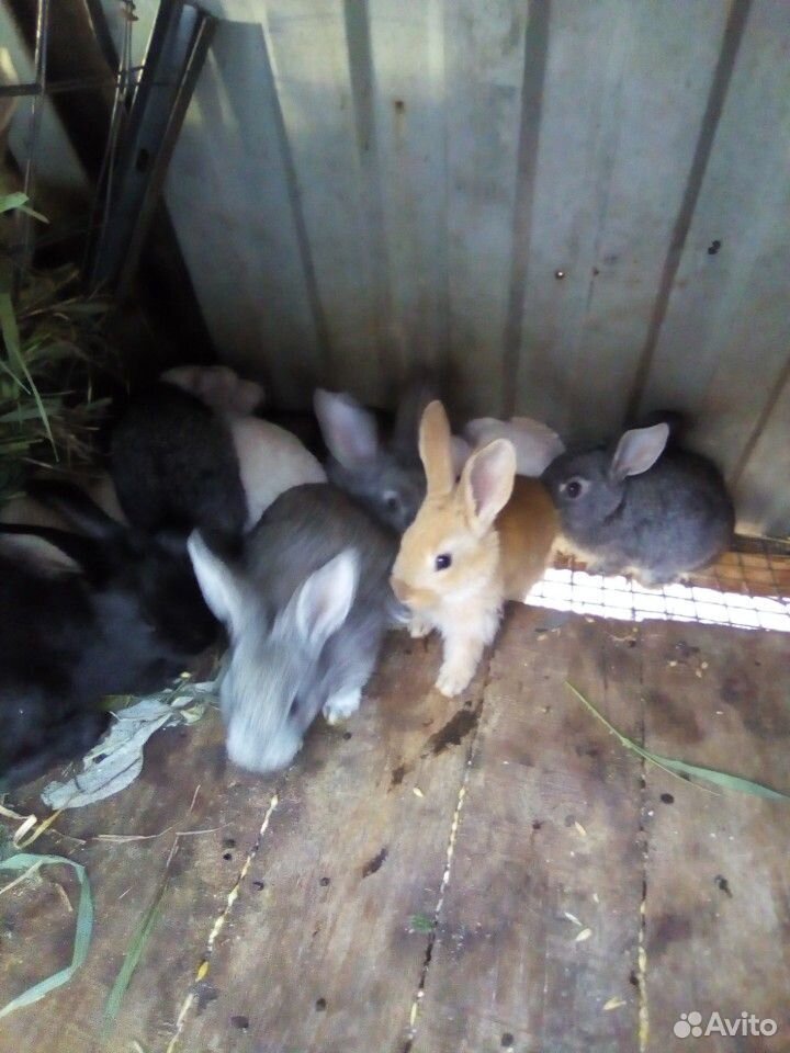 Крольчата купить на Зозу.ру - фотография № 3