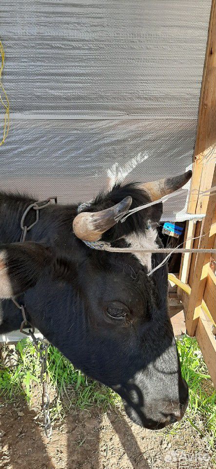 Коровы бычки телята все вопросы по телефону цены о купить на Зозу.ру - фотография № 5
