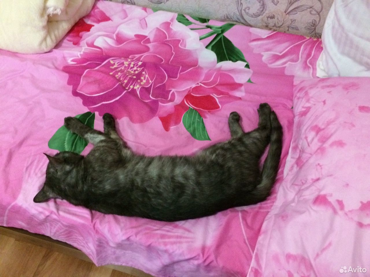 Пропал кот зовут Бася купить на Зозу.ру - фотография № 2
