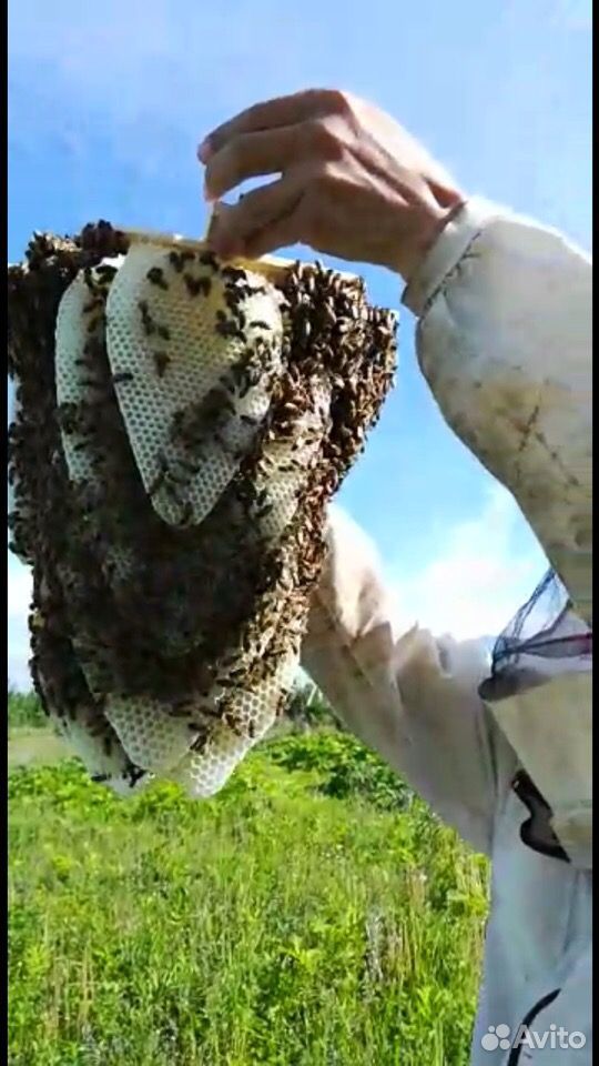 Пчелиные Колоды, Борть, улей купить на Зозу.ру - фотография № 8