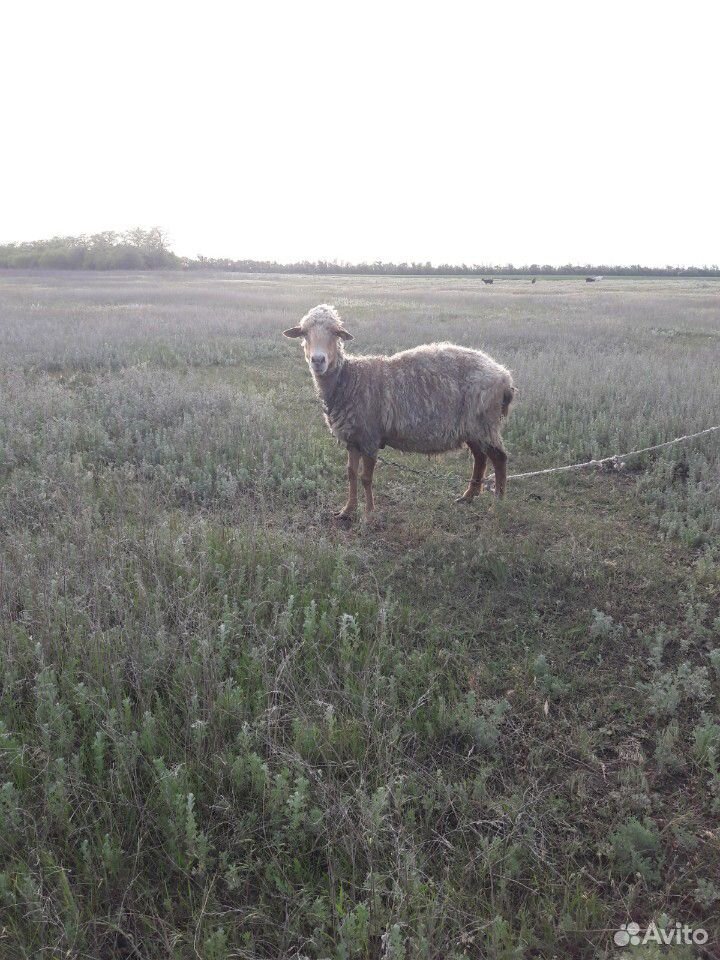 Козел,коза и овца купить на Зозу.ру - фотография № 3