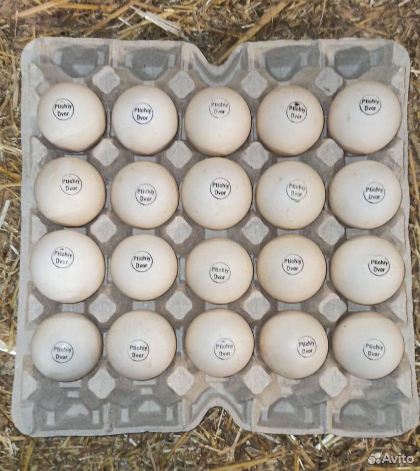 Купить инкубационное яйцо в волгограде. Инкубационное яйцо 30 дней мускусная утка. Яйца уток инкубационные куп Новосиб. Купить инкубационное яйцо мулардов.