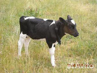 Продам корову на мясо купить на Зозу.ру - фотография № 1