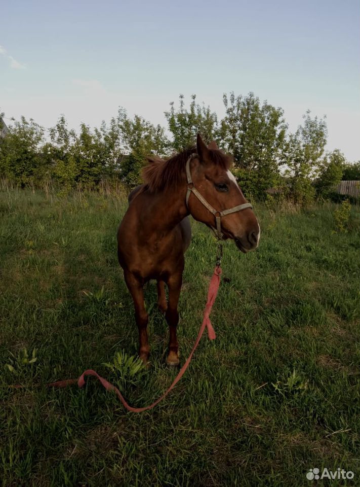 Продаю лошадь купить на Зозу.ру - фотография № 4