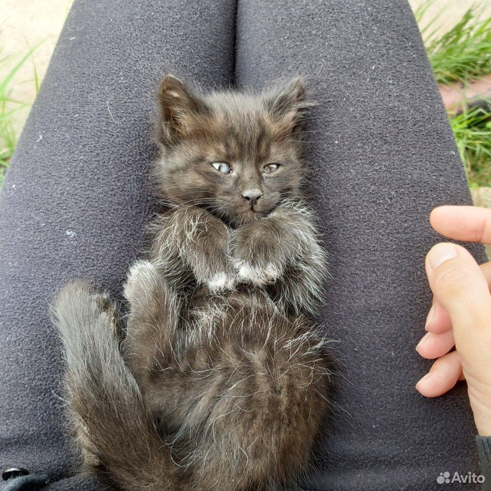 Котёнок (мальчик), 1 месяц купить на Зозу.ру - фотография № 2